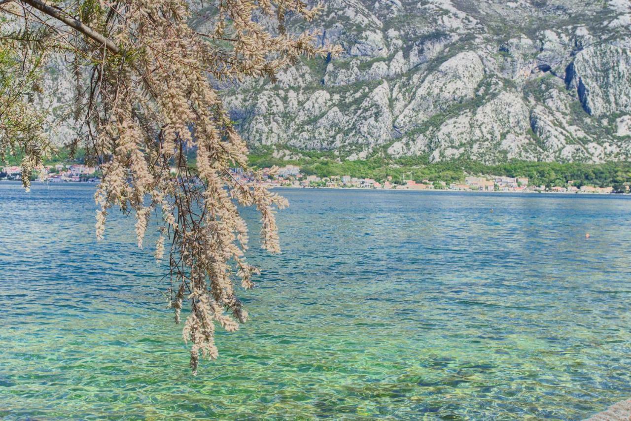 Apartments Ivanovic Kotor Exteriör bild
